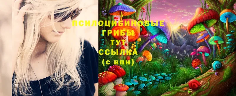 где продают   Котельники  Псилоцибиновые грибы MAGIC MUSHROOMS 